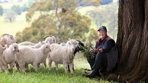 image of Alison and our herd of mohair goats from the Weekly Times feature article