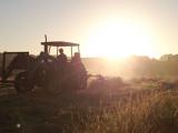 Tractor raking the hay at Stokesay Mohair Farm