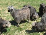 Image of our black mohair goat herd