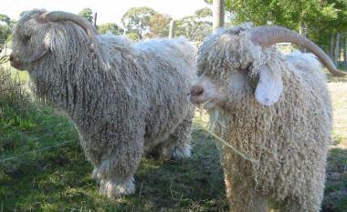 Some of our quality angora goats grazing at Stokesay Mohair Farm